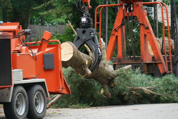 Leaf Removal in Key Largo, FL