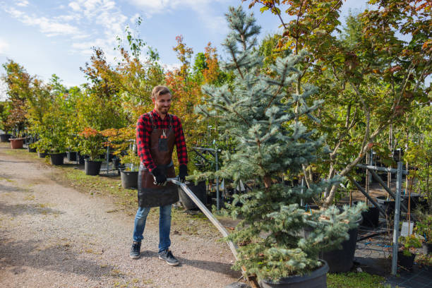 Tree and Shrub Care in Key Largo, FL